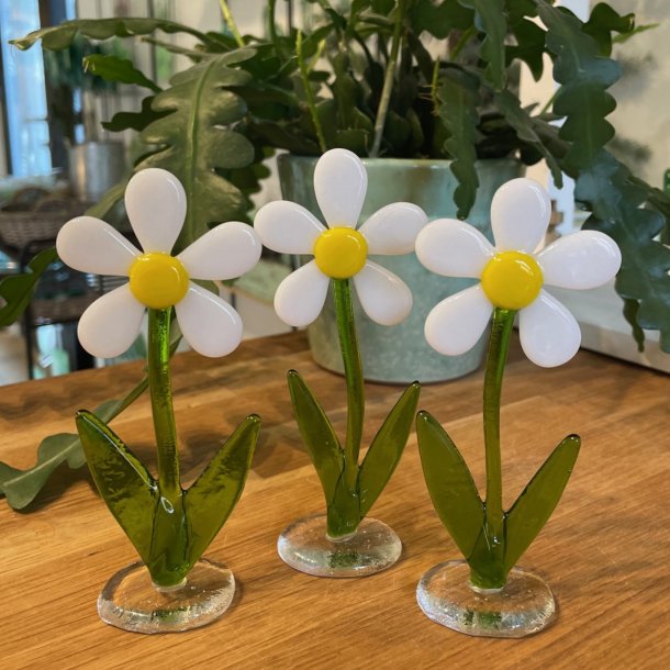 Blomst: Marguerit p glasfod