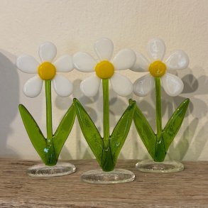 Blomst: Marguerit p� glasfod