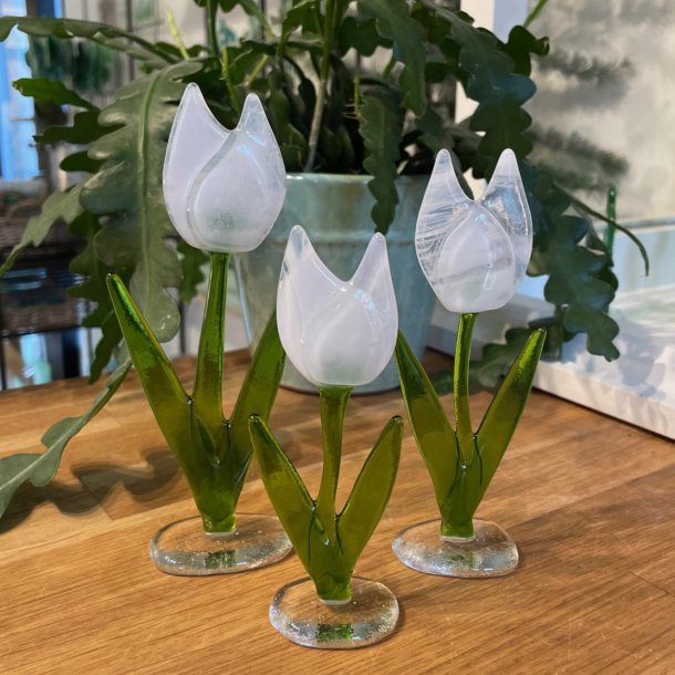 Blomst: Tulipan i glas p fod, hvid