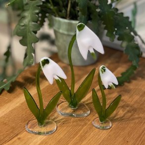 Blomst: Vintergk i glas